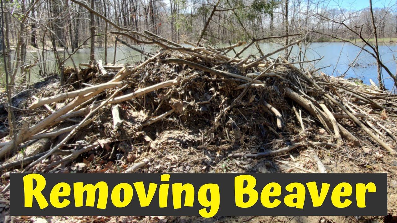 HOW TO REMOVE BEAVERS | BEAVER POPULATION CONTROL